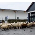 Arianit Besiri, shqiptari i parë kryetar bashkie në Morbach-Gjermoni